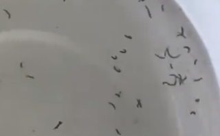 满洲里一居民家中自来水出现大量虫子 背后真相是什么？