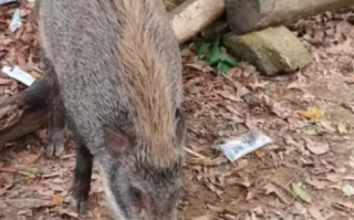 深圳一景区野猪被投喂成网红猪 有人上山就是为了看野猪！