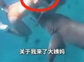 女子生理期海下潜水被鲨鱼咬伤：血腥味刺激鲨鱼 ！