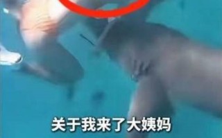 女子生理期海下潜水被鲨鱼咬伤：血腥味刺激鲨鱼 ！