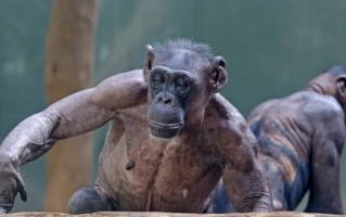 德国一动物园黑猩猩被同伴薅秃了：露出一身腱子肉！