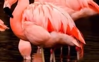 为泄愤！男子饮酒后打死火烈鸟获刑五年