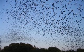 基因特征似COVID-19！巴西蝙蝠体内发现新型冠状病毒 !