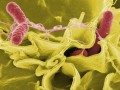 美国逾380人感染沙门氏菌：可能关联受污染黄瓜!