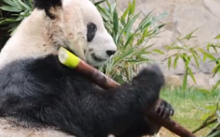 丫丫的春笋是XXXXL号 吃的嘎嘎香！