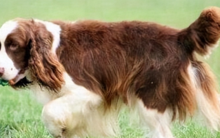 史宾格犬智商排名第几（史宾格犬优点以及饲养建议）