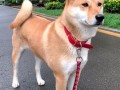 中华田园犬禁养是烈性犬上热搜 网友吵翻：多地宣布解除禁养 你支持吗
