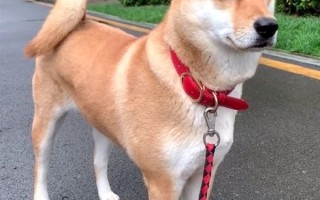 中华田园犬禁养是烈性犬上热搜 网友吵翻：多地宣布解除禁养 你支持吗