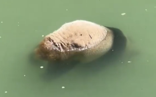 四川雅安河道现野生大熊猫尸体 官方回应：排除人为因素！