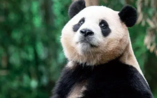 韩民众请求政府向中国续租“福宝” 4月3日刚刚送别！