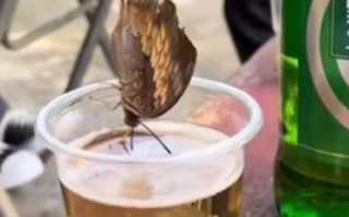 蝴蝶在婚宴上驻足酒杯喝醉 具体怎么回事