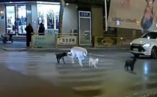 四只狗狗过马路变成新晋网红 网友:红灯停绿灯行，真是有秩序的狗狗！