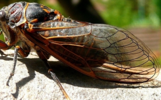 美国将迎221年来最大蝉灾：数万亿只蝉破土而出！