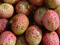 过量食用荔枝或引发“荔枝病”：严重时可导致昏迷!