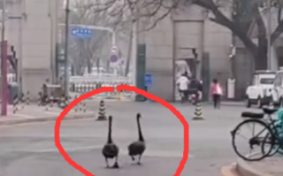 清华黑天鹅大逃亡计划落空 网友：非升即走，压力有点大！