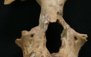 古DNA测序技术最新揭秘：秦始皇祖母陵墓出土长臂猿为灭绝新物种 ！