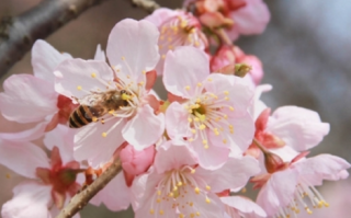 武大樱花开放了！官方：实行网络预约制 不收任何费用！