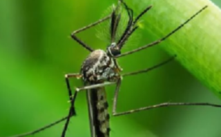 印度现近50度高温连蚊子都消失 到底怎么回事？