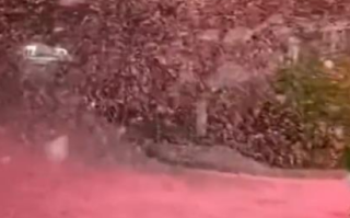 男生去接女朋友的路上偶遇樱花雨 美得不可思议！