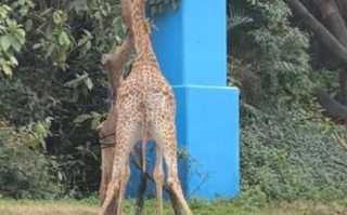 长颈鹿被桶罩头两眼一黑 动物园回应！