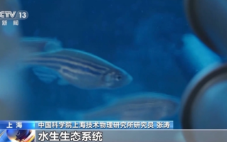 中国首次！神舟十八号乘组“太空养鱼”实验揭晓：建立生态平衡系统！