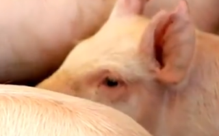 深圳一男子生意失败欠屠宰场40万成员工打工还债！