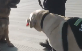 9岁警犬“龙虎”服役7年 退役后辈警犬衔来大红花！