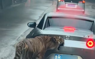 女子自驾进猛兽区被老虎咬掉车漆 本人回应：车上没有食物 ！