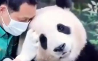 福宝将同姜爷爷于4月3日一起回国 落户汶川！