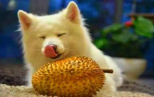 狗可以吃榴莲吗（狗狗是否可以食用榴莲）