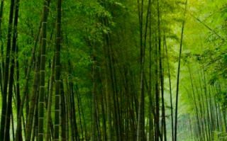 竹子的雅称大全（古代文人对于竹子都有哪些称呼呢）