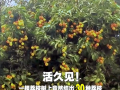 广西灵山惊现“百变荔枝王”！一棵荔枝树上竟然结出30种荔枝!