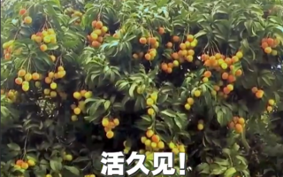 广西灵山惊现“百变荔枝王”！一棵荔枝树上竟然结出30种荔枝!