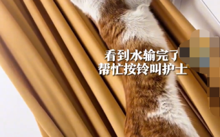 女子独自输液被陌生流浪猫照顾：还帮按铃叫护士！