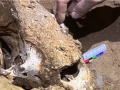 亚洲第一长洞已发现52具熊猫化石 追溯至约1400年前！
