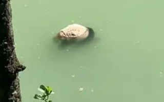 又见大熊猫溺亡 它到底会不会游泳 专家回应！