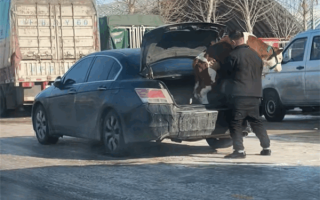 车主把牛赶进轿车后备箱 强塞不进！网友：它不想坐本田 ！