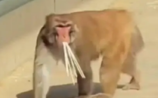 天津动物园猴山疑被游客投喂生挂面 喊话：猴山没有锅也不会生火！