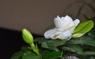 栀子花浇水的正确方法（正确浇水栀子花的方法）