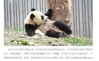 罕见肠梗阻并发肠套叠！大熊猫青糍因病去世！