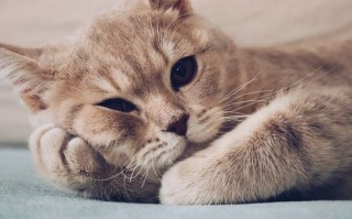 猫咪呕吐最有效的止吐办法（有效防止猫咪呕吐的方法）