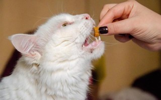 猫多大可以驱虫（猫咪多大岁数适合进行驱虫）