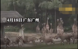 广州暴雨前夕野生动物园动物狂奔 场面十分壮观!
