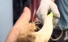 女子过检查站向货车司机要了根大葱 司机大哥很爽快!