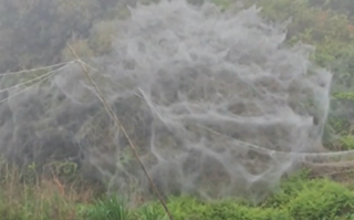 福建一地一夜间出现巨幅蜘蛛网引关注 后续来了：全是毛毛虫！