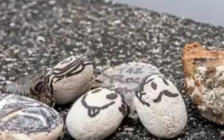 继“芒狗”之后 韩国年轻人迷上养石头！