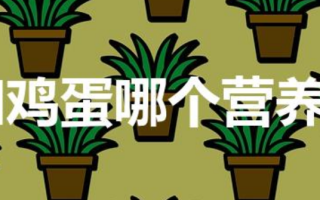 海参和鸡蛋哪个营养价值高（海参和鸡蛋的营养价值对比）