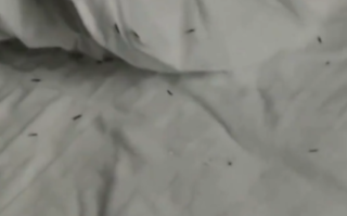 男子住宾馆半夜惊醒：开灯后满床爬虫!密恐慎点！