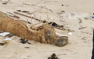 海南发现“骨架两米”的不明生物尸体 渔民指认：可能为花猫鲨！
