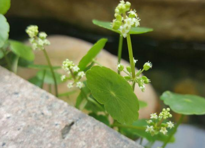 香菇草和铜钱草区别（分享一些关于香菇草的养护技巧）-第1张图片